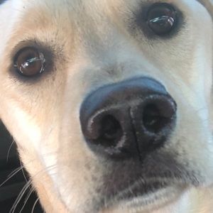 Meet your Posher, Jake